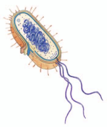 elica je osnovna enota živega elica je osnovna gradbena enota organizmov vsi organizmi so zgrajeni iz celic.