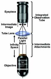 naudojami). Mikroskopo konstrukcija Jei objektyvas sukoreguotas į begalybę, objektas talpinamas jo židinio plokštumoje, o lygiagrečius spindulius surenka vamzdelio lęšis (tube lens).