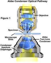 Mikroskopo sudedamosios dalys: kondenseris Kondenserio paskirtis apšviesti bandinį.