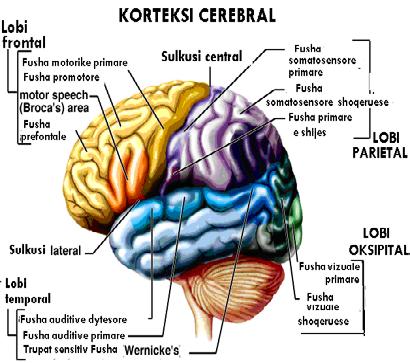 Pjesët kryesore anatomo-funksionale të SNQ jane: Korteksi cerebral; Sistemi Limbik; Zona mezencefalike dhe trungu cerebral; i fluksit të gjakut pas çdo ndërrimi të pozicionit të trupit.