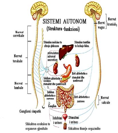 Barnat që veprojnë në sistemin nervor vegjetativ (autonom, periferik) Të dhëna anatomo-fiziologjike Sistemi nervor autonom (SNA), ose SNP përfaqësohet nga nervat, ganglionet dhe pleksuset që