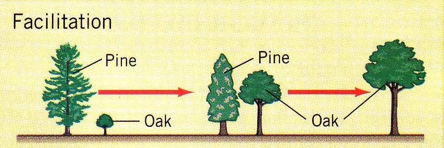 Μηχανισμοί δευτερογενούς διαδοχής Διευκόλυνση Πρωτοπόρα είδη τροποποιούν το περιβάλλον με τέτοιο τρόπο που γίνεται ακατάλληλο για