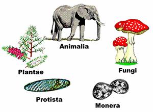 CLASIFICACIÓN DOS SERES VIVOS Reino MONERAS Reino PROTOCTISTAS Reino FUNGI OU FUNGOS Reino PLANTAE OU