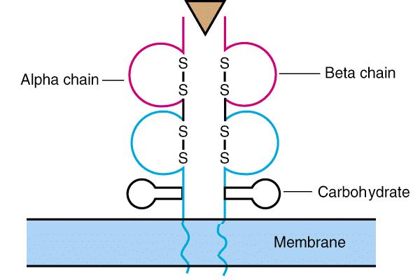 Receptorji za antigene na površini T celic - TCR ANTIGEN Struktura TCR je podobna strukturi MHC I receptorjev in je sestavljen