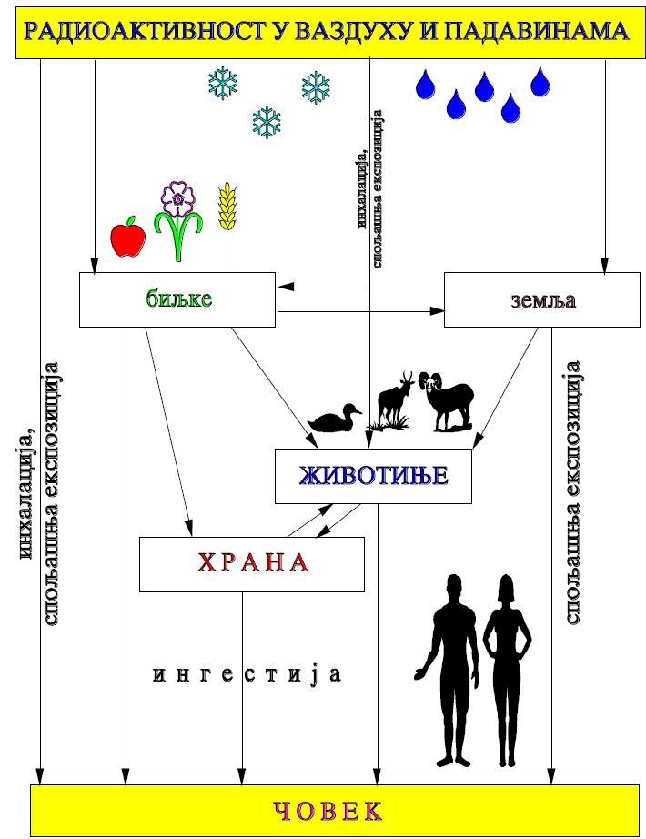 радиоактивни изотопи у земљишту се укључују у геолошко и биолошко кружење материја у природи (Јанковић-Мандић и сар., 2014). На слици 2.