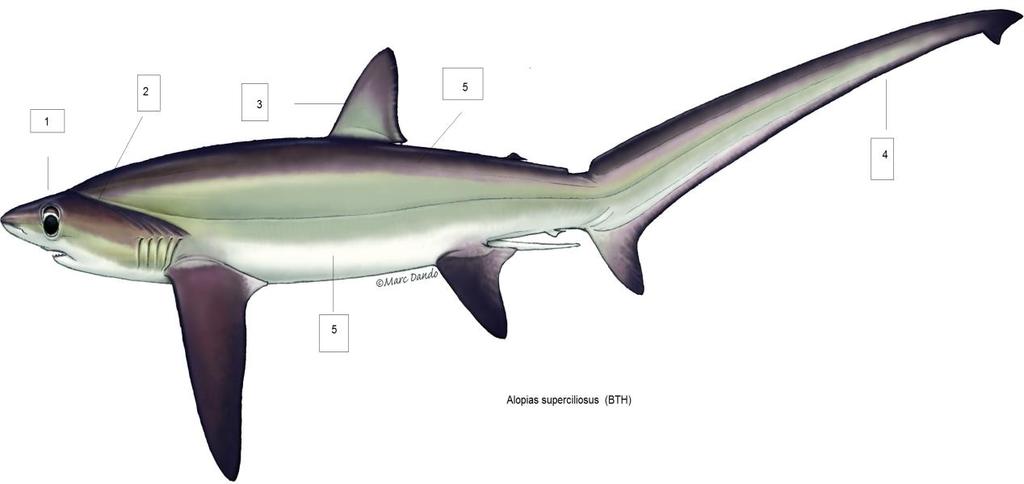 Alopias superciliosus (BTH) Μεγαλόματος αλεπόσκυλος Μέγιστο δημοσιευμένο μήκος 460 εκατοστά. 1. Μεγάλα χαρακτηριστικά μάτια που φθάνουν στη ραχιαία επιφάνεια της κεφαλής. 2.