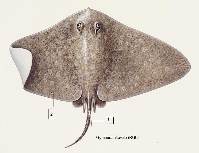 Gymnura altavela (RGL) Πλατυσέλαχο, Σαλάχι πλατύπτερο Μέγιστο μήκος τα 140 εκατοστά. 1. Κοντή ουρά εφοδιασμένη με σπονδυλική στήλη. Πολύ φαρδύ σώμα. 2.