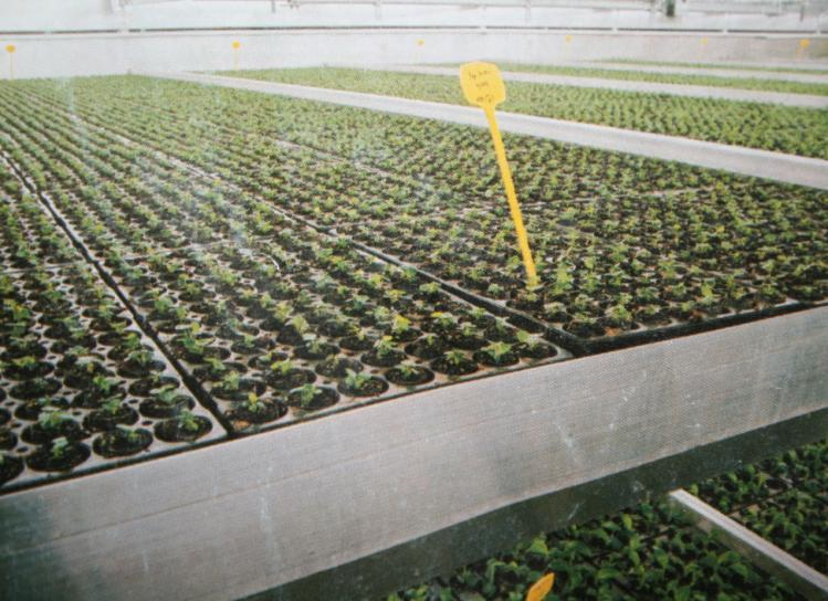 Tế bào tiền phôi có thể có nguồn gốc từ tế bào sinh dưỡng, tế bào sinh sản không phải hợp tử hay trục hạ diệp, tử diệp