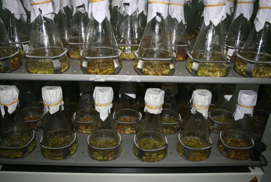 các chất chống oxy hóa: than hoạt tính, ascorbic acid, citric acid, glutathione, mecaptoethanol,.