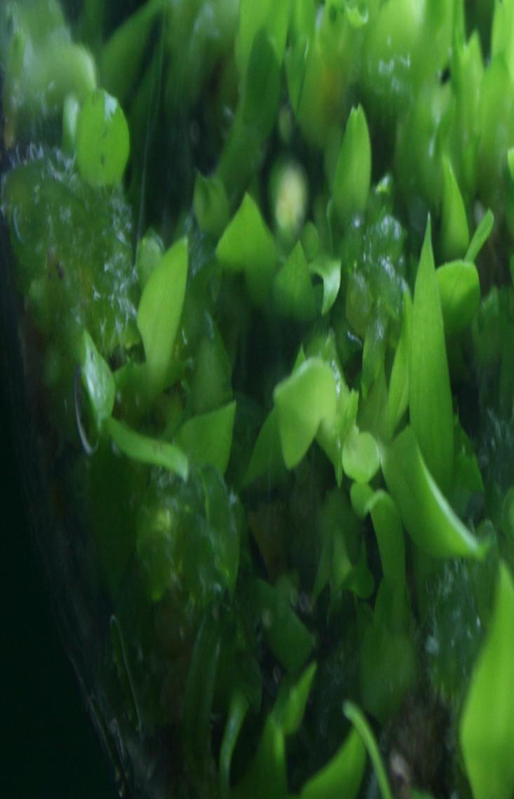 thể Chồi thủy tùng bình thường