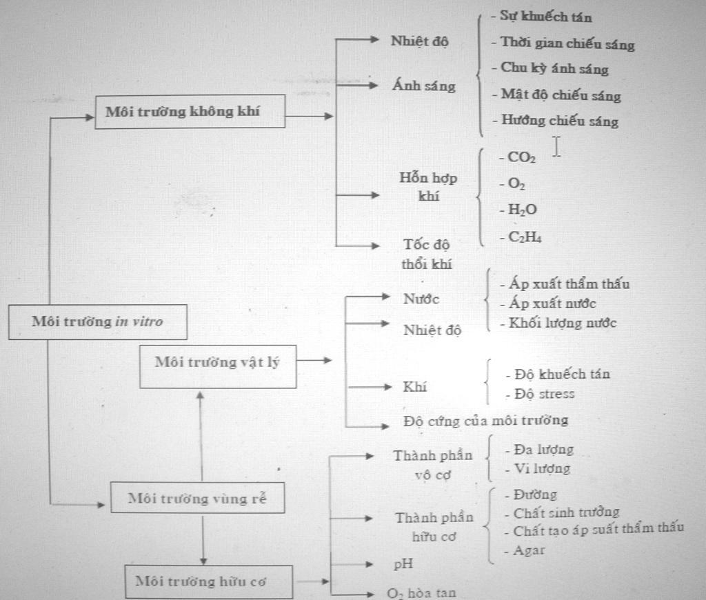 Các nhân tố ảnh hưởng đến
