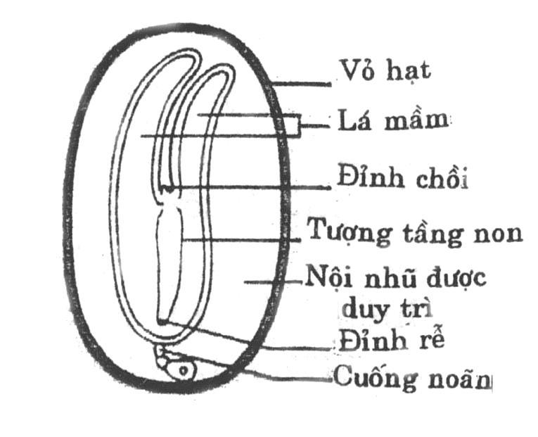 bao bọc bởi một lớp áo bên