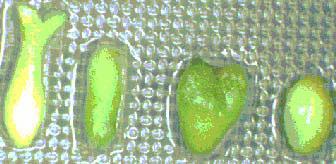 bước: 1.