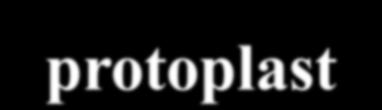 Hoãn hôïp enzyme có thể là: cellulase, hemicellulase, pectinase.