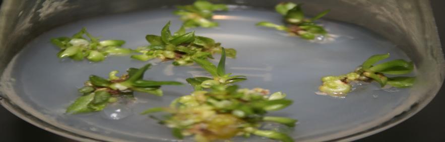 KHÁI NIỆM Nuôi cấy mô (tissue culture) là một nhánh của sinh học,