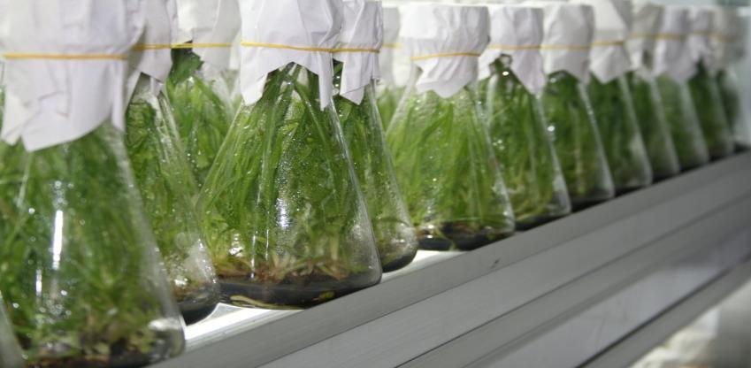 (micropropagation) laø phöông thöùc nuoâi caáy tế bào, cơ quan thực