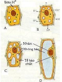 Tính chất sinh lý của Auxin Vai trò trong sự kéo dài tế bào: Khi tế bào được cung cấp auxin, auxin sẽ hoạt hóa bơm ion H + trên màng sinh chất.