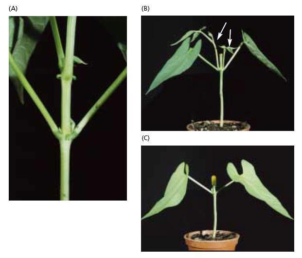 Tính chất sinh lý của Auxin Auxin ngăn cản sự tăng trưởng của chồi bên: Auxin có ảnh hưởng ngăn cản sự tăng trưởng của chồi bên, làm cho chúng mọc chậm hay không
