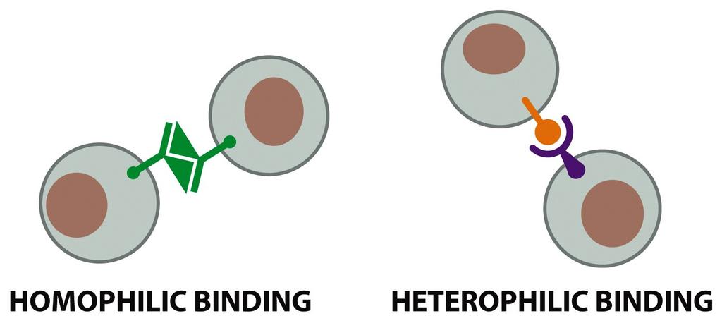 Συνδέσεις ομοιοφιλικού τύπου με γειτονικά κύτταρα Figure