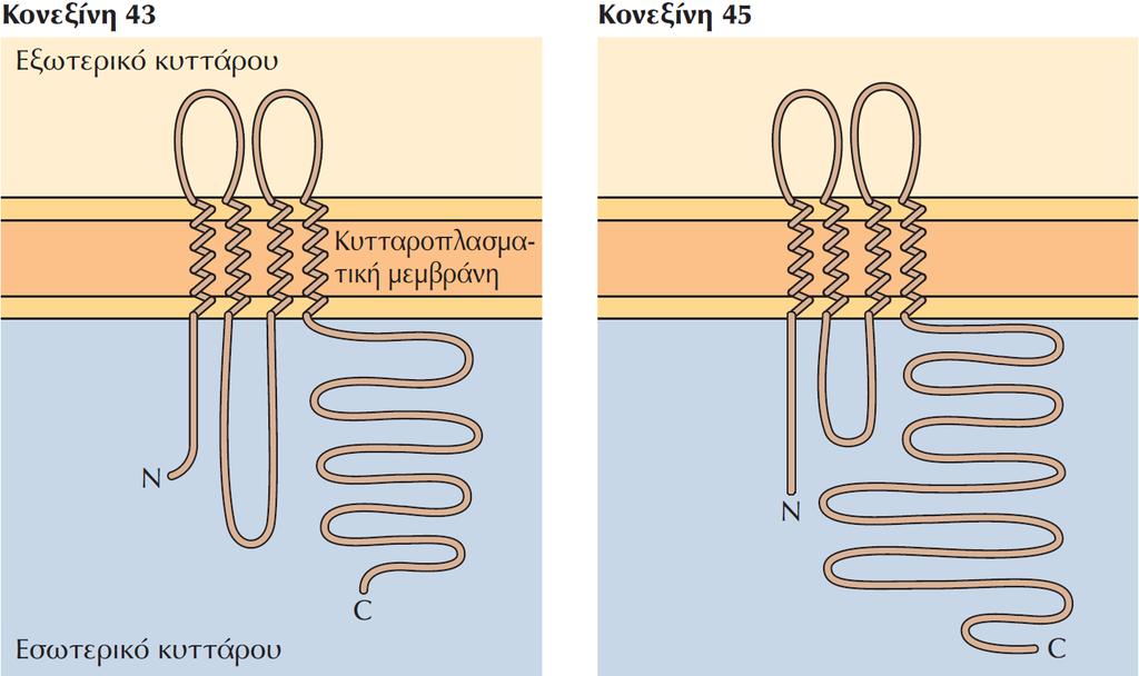 Κονεξίνες των χασμοσυνδέσμων Η κονεξίνη 43 και η κονεξίνη 45 είναι