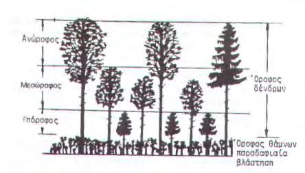 37 Στον ανώροφο ανήκουν τα ψηλότερα δένδρα με ύψος μεγαλύτερο από 2/3 του μέσου ανώτερου ύψους της συστάδας.