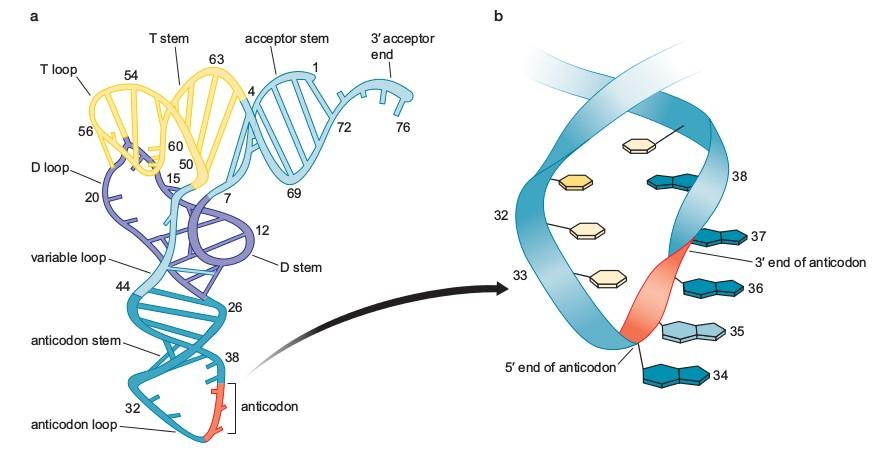 trna της ζύμης Watson, Molecular