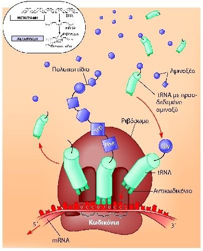 Μετάφραση CAMPBELL REECE, ΒΙΟΛΟΓΙΑ ΤΟΜΟΣ Ι, ΠΕΚ 2010 Το ριβόσωμα δεσμεύει τα αμινοξέα των trna και τα προσθέτει στο αυξανόμενο άκρο της