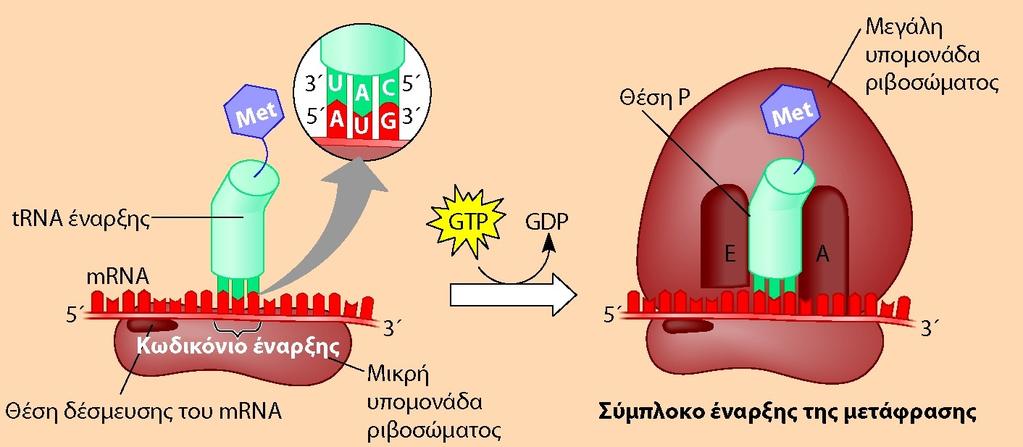 Έναρξη - σχηματισμός συμπλόκου έναρξης της μετάφρασης Μικρή υπομονάδα του ριβοσώματος + trna (φορμυλιωμένη μεθειονίνη / μεθειονίνη) + mrna + παράγοντες έναρξης (ειδικές