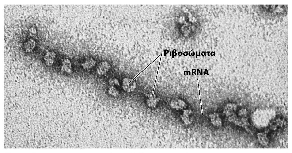 Πολυριβοσώματα Ταυτόχρονη μετάφραση ενός μορίου mrna από