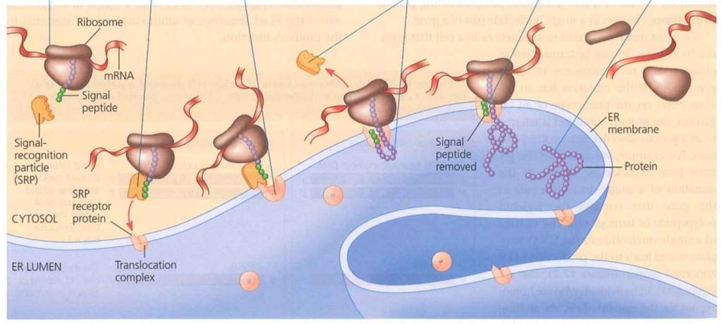 Στόχευση πρωτεϊνών σε κυτταρικά διαμερίσματα Σηματοδοτικό πεπτίδιο Σωμάτιο