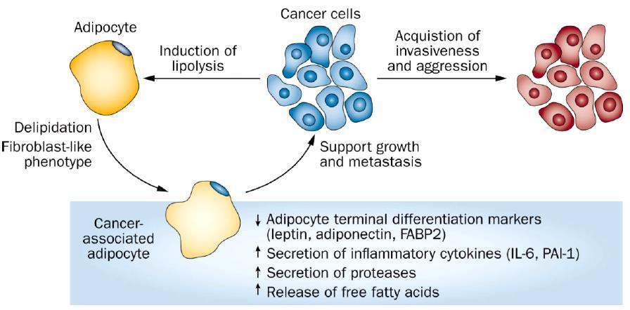 Nat Rev Endocrinol.
