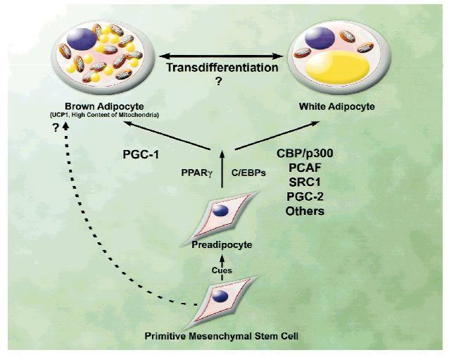 Biochem J 2006; 398: 153-168, Genes Dev,2000; 14: 1293-1307 17