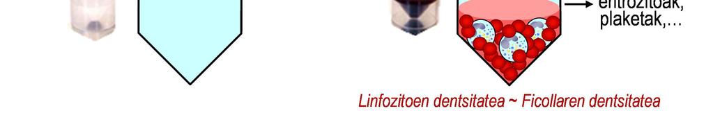 Ficoll-Paque gradientean linfozito-banaketaren oinarria Ficoll-a da polisakarido hidrofiliko adarduna, neutroa eta pisu handikoa. Oso erraz disolbatzen da soluzio akuosoetan.