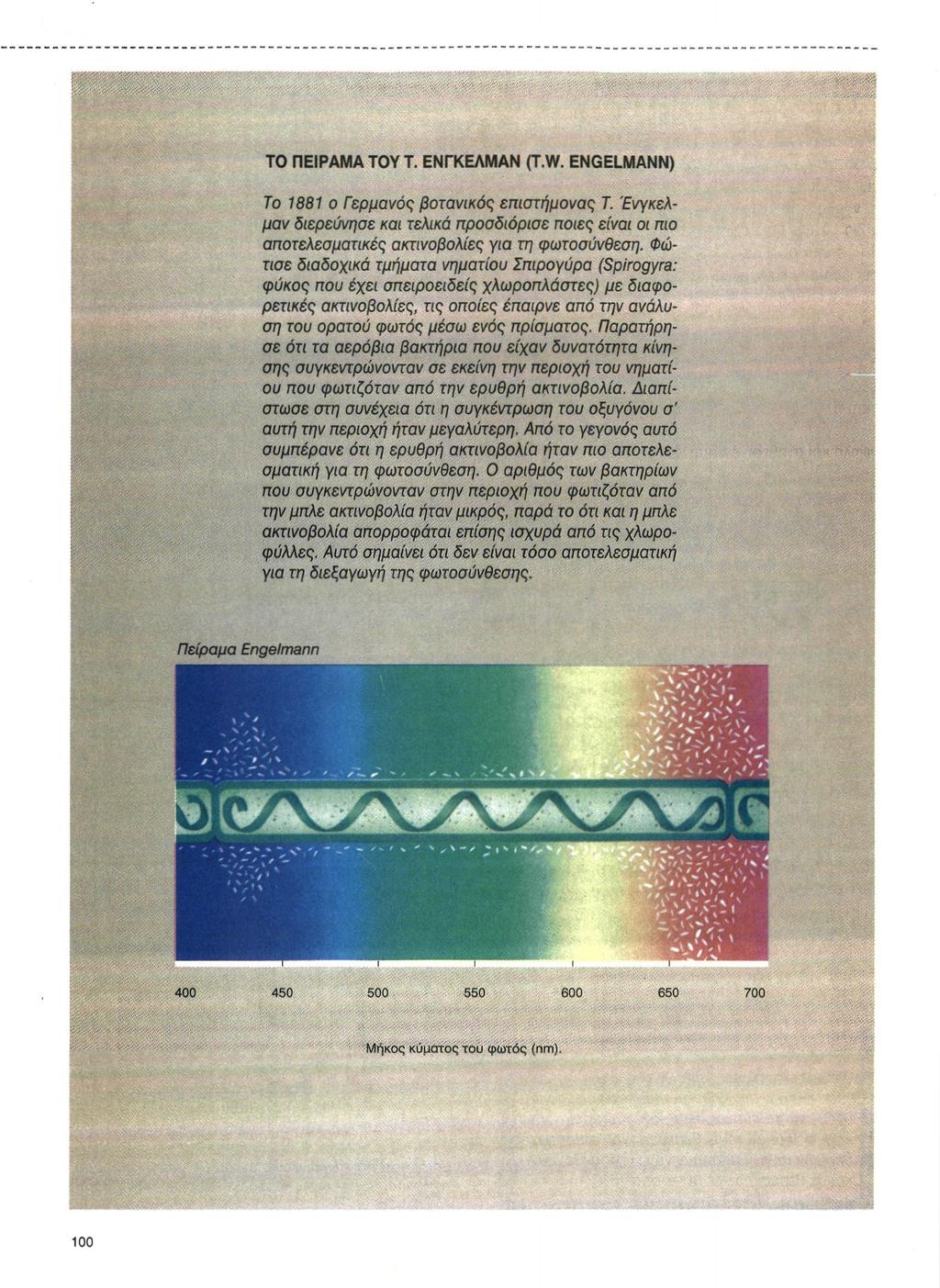 ΤΟ ΠΕΙΡΑΜΑ TOY Τ. ΕΝΓΚΕΛΜΑΝ (T.W. ENGELMANN) To 1881 ο Γερμανός βοτανικός επιστήμονας Τ. Ένγκελμαν διερεύνησε και τελικά προσδιόρισε ποιες είναι οι πιο αποτελεσματικές ακτινοβολίες για τη φωτοσύνθεση.