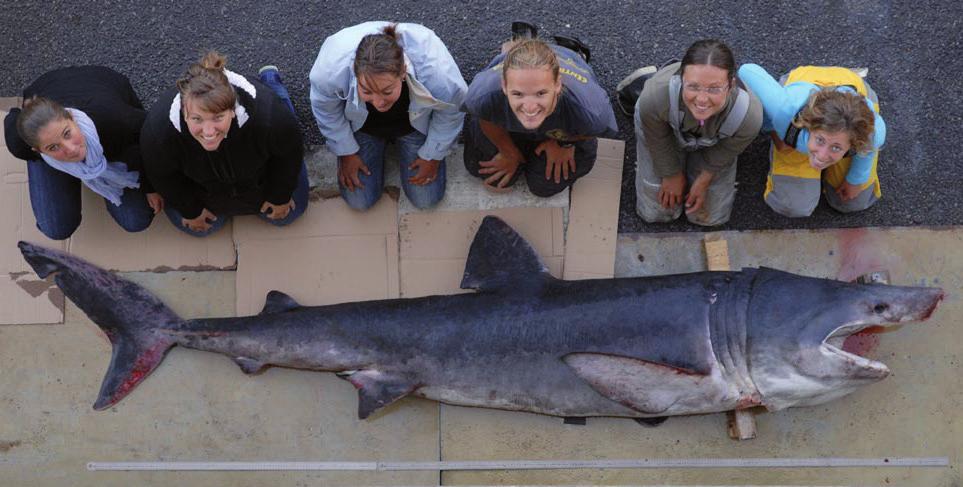 ΚΑΡΧΑΡΙΑΣ ΠΡΟΣΚΥΝΗΤΗΣ Ή ΣΑΠΟΥΝΑΣ Cetorhinus maximus ΜΕΓΕΘΟΣ ΑΝΑΠΑΡΑΓΩΓΗΣ αρσενικό : 4-5 m - θηλυκό : 8-9 m MEΓΙΣΤΟ ΜΗΚΟΣ : 12 m ΓΕΝΙΚΗ ΕΜΦΑΝΙΣΗ : Πολύ μεγάλος καρχαρίας με τεράστιο στόμα Σκούρο