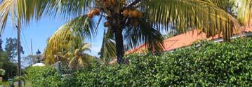 Ο Coconut Palm (Cocos nucifera) κατάγεται σύμφωνα με ορισμένους φυτογεωγράφους από την Νότιο Αμερική ή κατά τους περισσότερους ειδικούς από τη νότιο Ασία ή την Πολυνησία, το ύψος του φτάνει τα 20-30