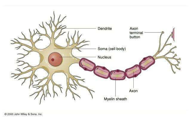 الحيوية. العصبية للخلية توضيحي رسم : )1.