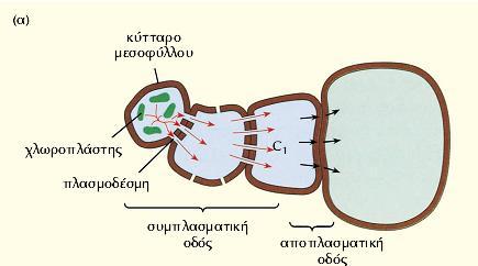 Αποπλασμική ενεργός