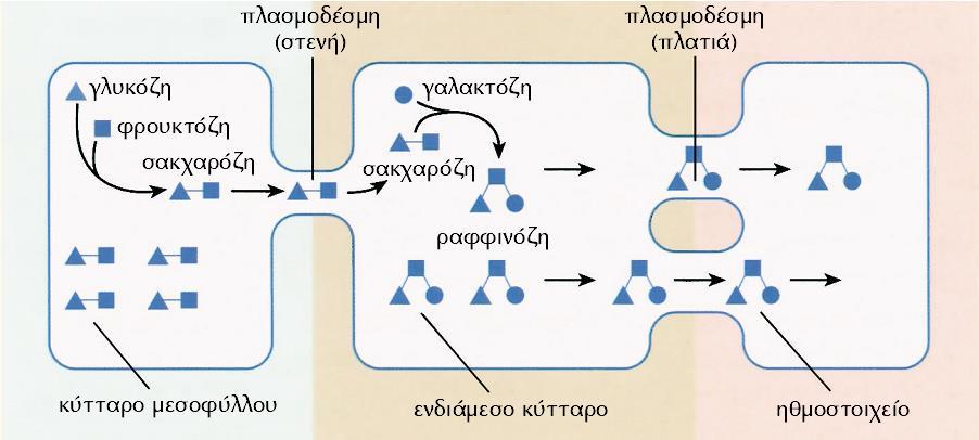 πολυμερίζεται προς μεγαλύτερα