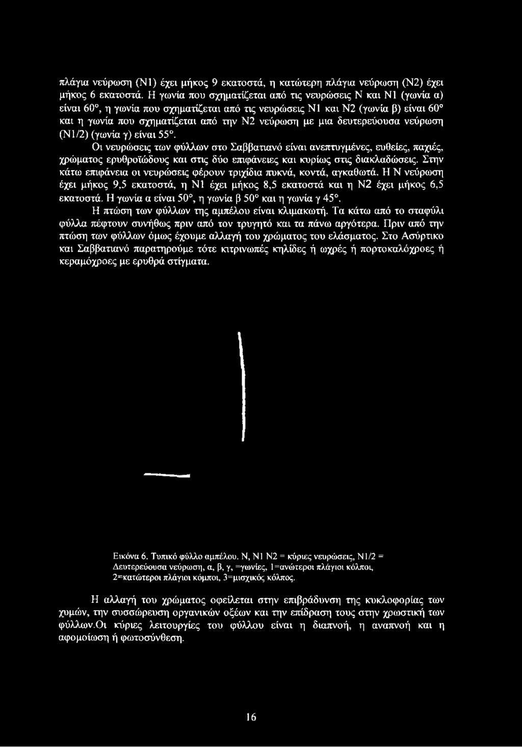 δευτερεύουσα νεύρωση (Ν1/2) (γωνία γ) είναι 55. Οι νευρώσεις των φύλλων στο Σαββατιανό είναι ανεπτυγμένες, ευθείες, παχιές, χρώματος ερυθροϊώδους και στις δύο επιφάνειες και κυρίως στις διακλαδώσεις.