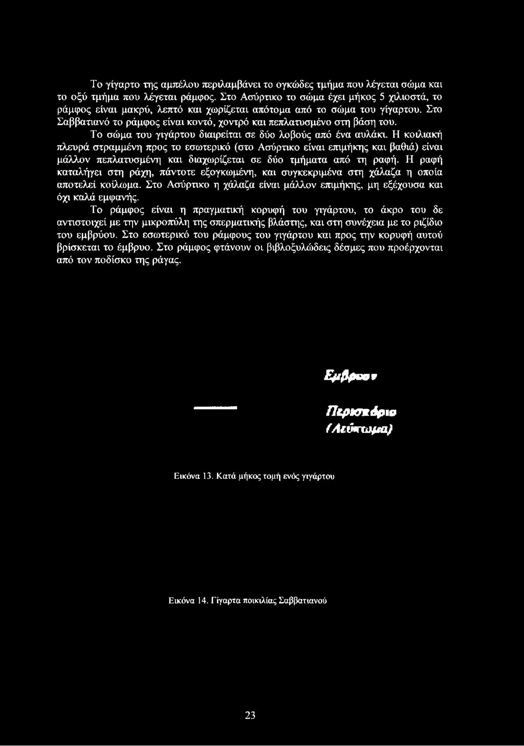 Στο Σαββατιανό το ράμφος είναι κοντό, χοντρό και πεπλατυσμένο στη βάση του. Το σώμα του γιγάρτου διαιρείται σε δύο λοβούς από ένα αυλάκι.