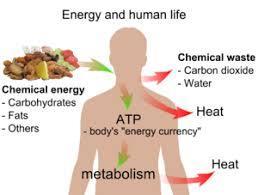 Ενέργεια Εξατομίκευση στην πρόσληψη ενέργειας. Αποφυγή κακής θρέψης (malnutrition). Αρνητικό ενεργειακό ισοζύγιο, για ήπια απώλεια βάρους σε υπέρβαρους ή παχύσαρκους ασθενείς.