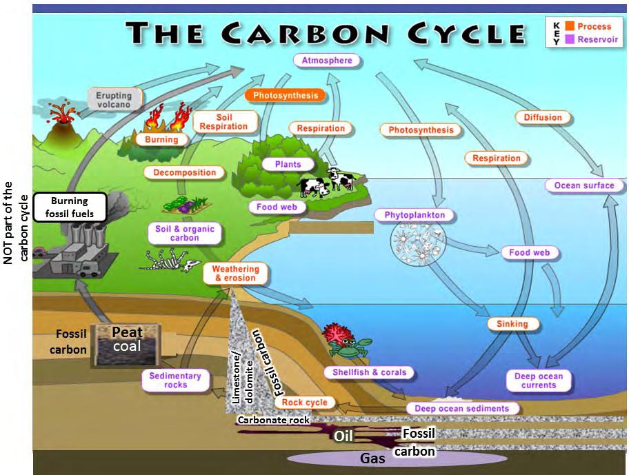Σχήμα 2.6:O βιογεωχημικός κύκλος του διοξειδίου του άνθρακα [13].