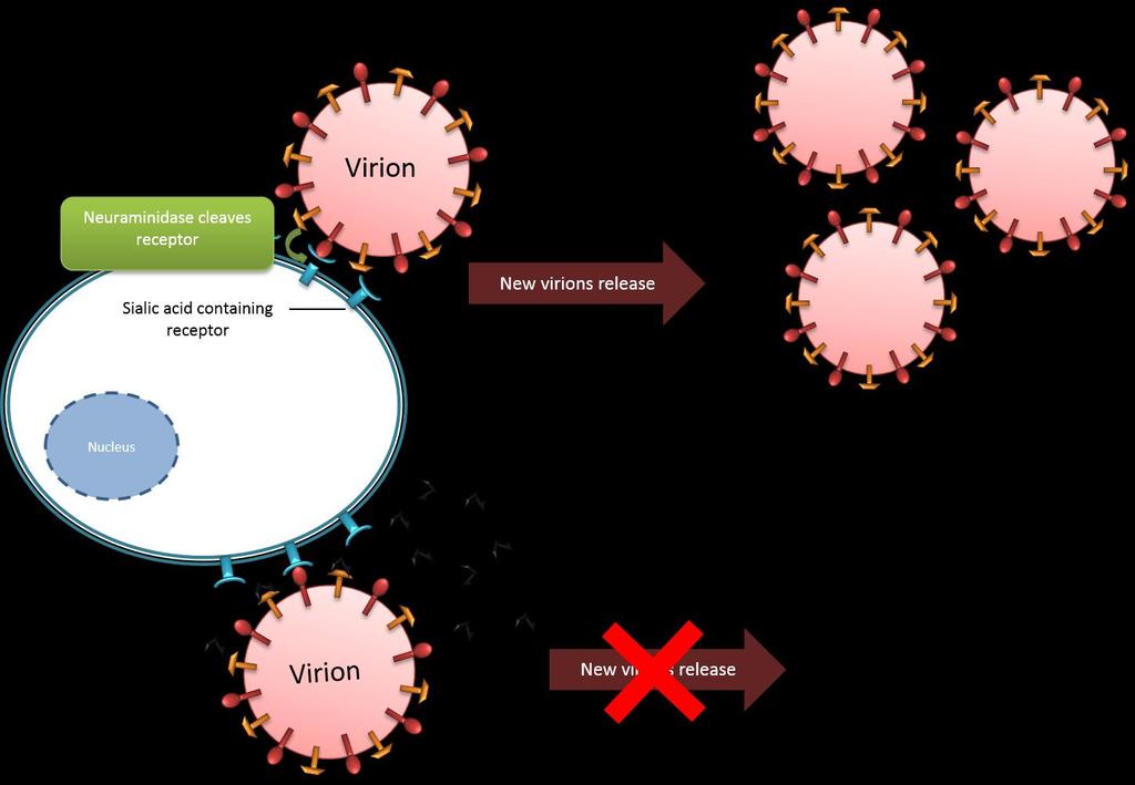 Αντιϊκά φάρμακα και ενδείξεις χορήγησης Αναστολείς της νευραμινιδάσης: ζαναμιβίρη και οσελταμιβίρη (1999) Αναστέλλουν εκλεκτικά την νευραμινιδάση των ιών τύπου Α και Β Η νευραμινιδάση τέμνει τις