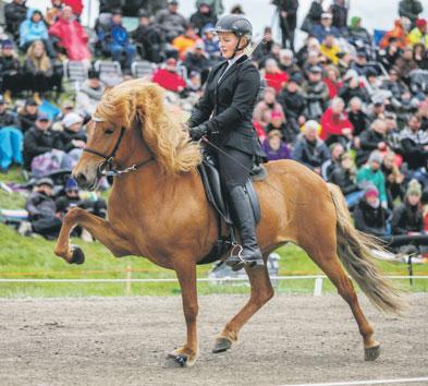 18 Bændablaðið Fimmtudagur 23. mars 2017 HROSS& HESTAMENNSKA Kynbótasýningar hrossa sumarið 2017 Guðrún Hulda Pálsdóttir gudrun.hulda.palsdottir@gmail.