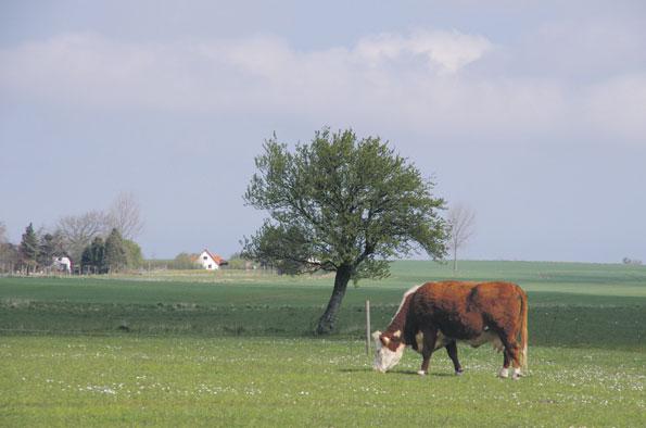 Þetta kemur til af átaki fóðurframleiðenda og breskra svínabænda og hefur notkun á sýklalyfjum í fóðri minnkað til muna síðastliðin þrjú ár.