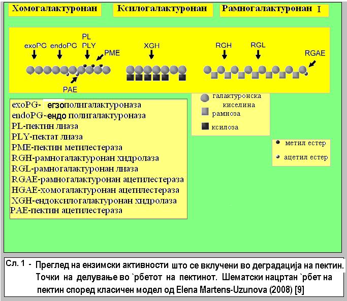1.1.2. Хемицелулоза и хемицелулази Хемицелулозите се многу разгранети полисахариди кои се водородно поврзани со површината од целулозните микрофибрили.