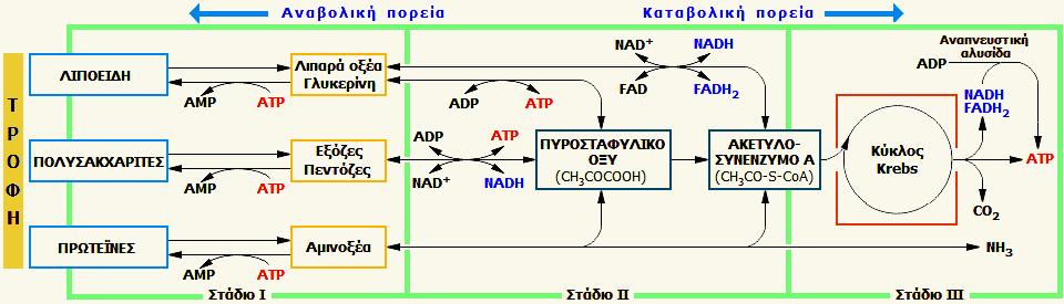 ΤΑ ΣΤΑΔΙΑ ΕΞΑΓΩΓΗΣ ΕΝΕΡΓΕΙΑΣ