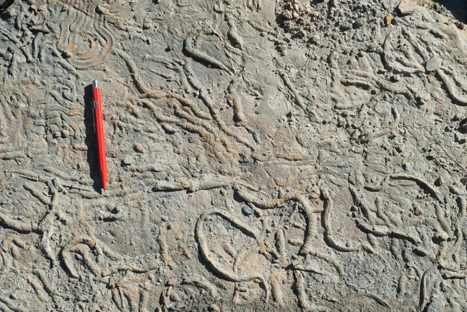 Structuri de bioturbatie: urme fosile Reflecta functiile comportamentale ale