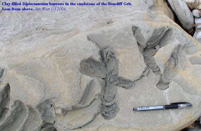 suprafata stratelor Trace fossils in Santonian turbidites http://www.soton.ac.uk/~imw/jpg-osmington/4os-diplocraterion-above.
